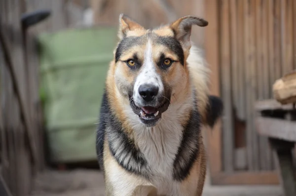 Le chien - le meilleur ami de l'homme . — Photo