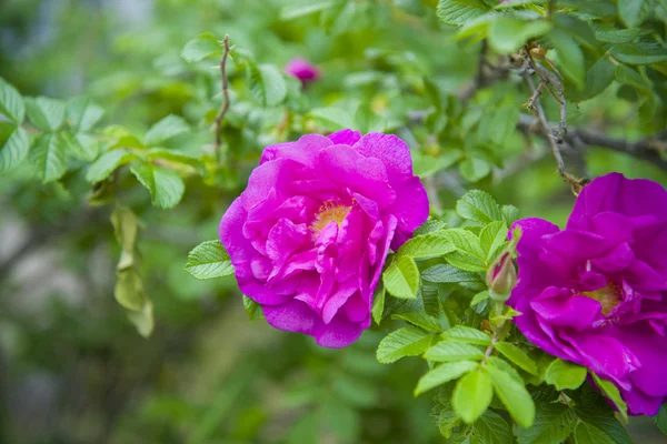 Pink flower of rose hips. — Stock Photo, Image