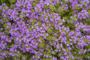 güzel çiçek arkaplanı.