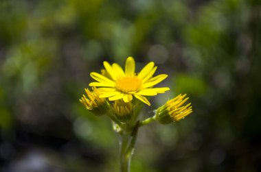 Sarı papatya. Kır çiçeği.