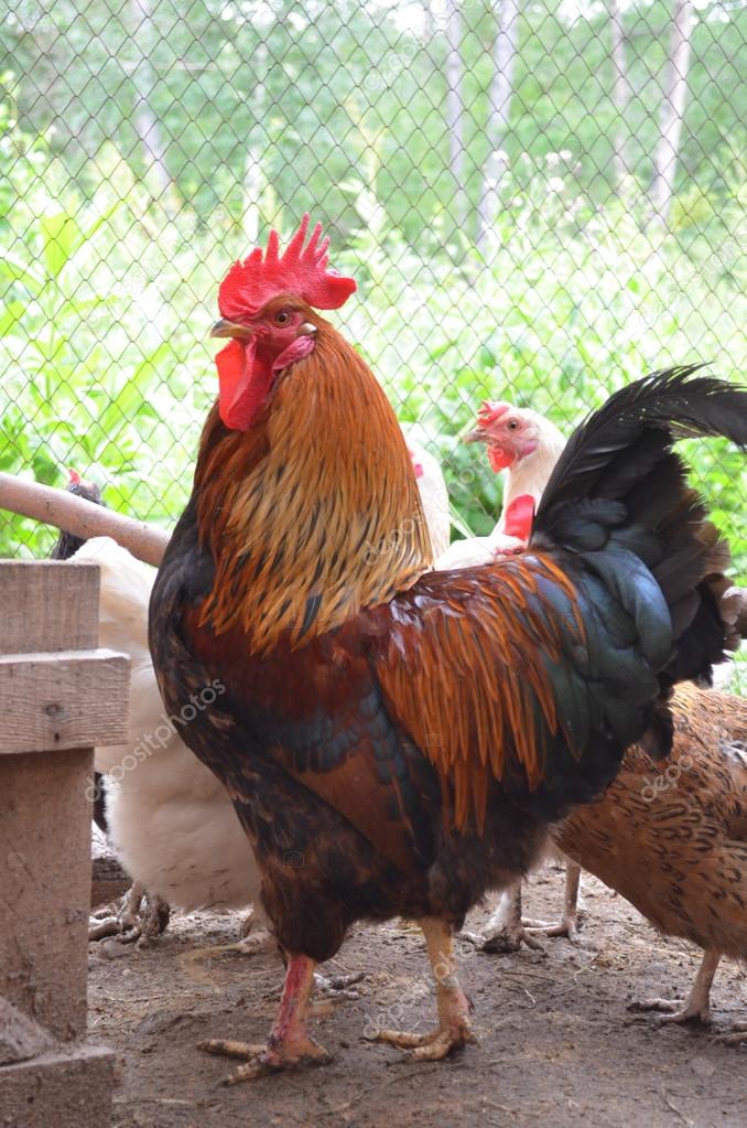 Le Coq Et La Poule Dans Le Poulailler Photographie Sanchos303