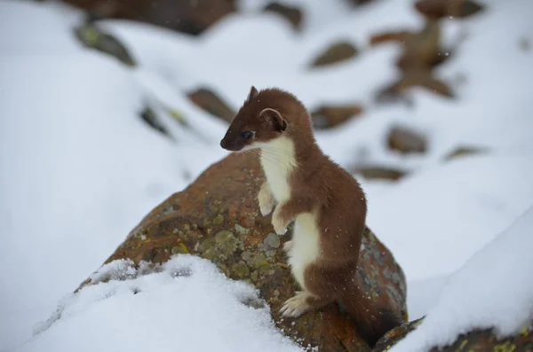 A curious ermine in the mountains of Buryatia. — Stock Photo, Image