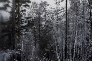 Ürkütücü, karanlık ormanda kaybolmak istediğiniz değil.