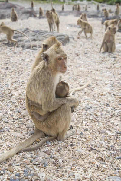 Macaque femelle avec un ourson parmi des troupeaux de singes . — Photo