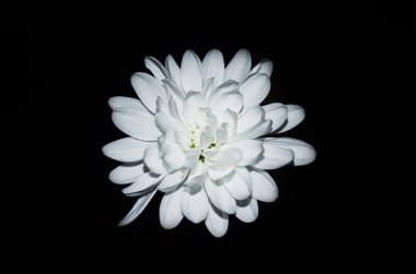 Siyah bir zemin üzerine beyaz Astra.