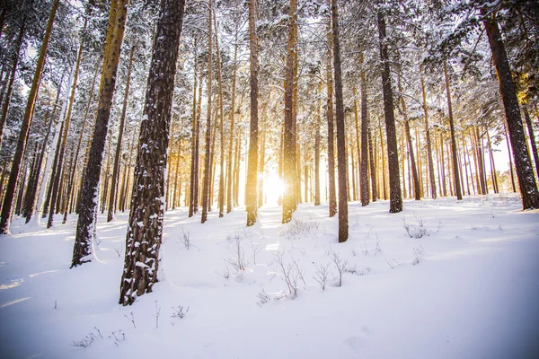 El amanecer de la mañana en el bosque de invierno . — Foto de Stock