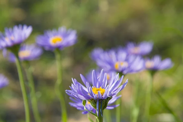 Une famille de marguerites bleues dans un champ . — Photo