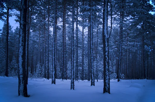 Temprano en invierno en un bosque de pinos . — Foto de Stock