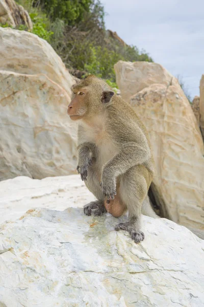 Le mâle macaque assis sur un rocher . — Photo