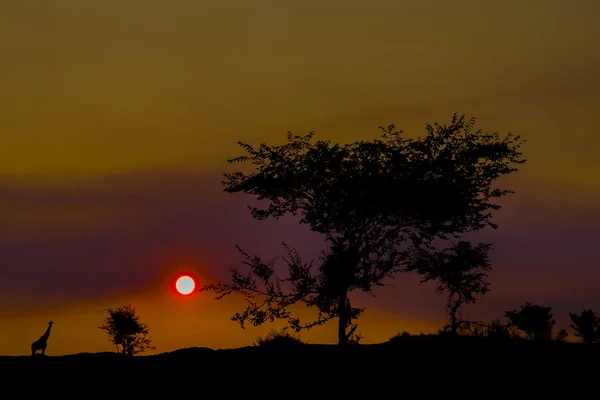 Coucher de soleil dans la Savane . — Photo