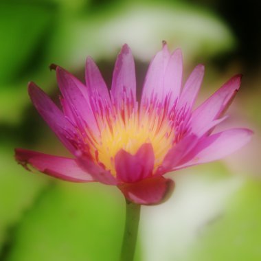 Yumuşak çiçek arka plan ve dokular