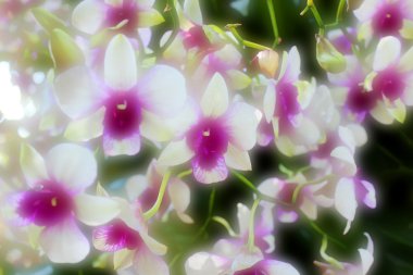 Yumuşak Çiçek Arkaplanı