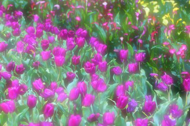 Yumuşak Çiçek Arkaplanı