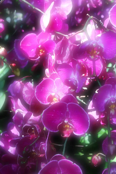 Pehmeä kukka tausta — kuvapankkivalokuva