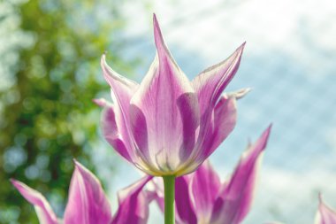 Güzel bir lale buketi. Renkli lale. İlkbaharda lale, renkli lale