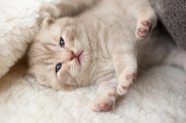 Kedi o yalamak onu yavru kedi ilgilenir