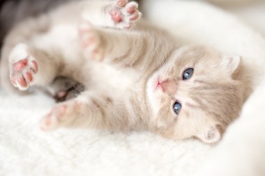 Kedi o yalamak onu yavru kedi ilgilenir