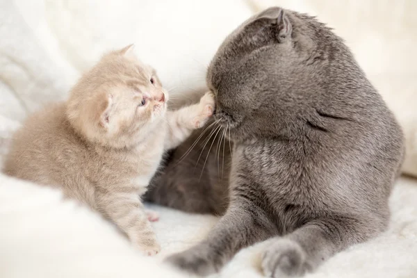 The cat plays with her kitten — Stock Photo, Image