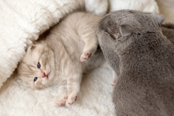 Cat takes care of her kitten, licking it — Stock Photo, Image