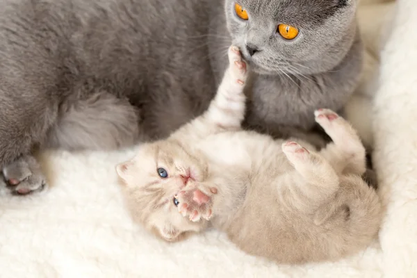 Cat and kitten lying and hugging together — Stock Photo, Image