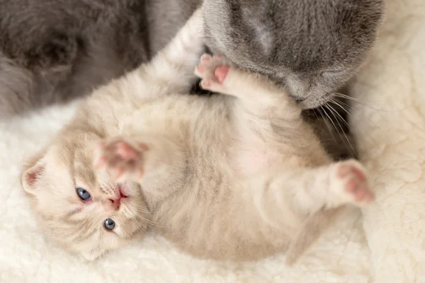 Gato e gatinho deitado e abraçando juntos — Fotografia de Stock