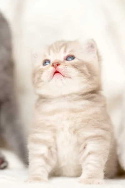 Pequeno gatinho de orelhas lop leve com olhos azuis em um tapete de pele — Fotografia de Stock