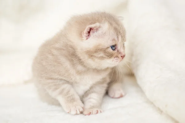 Little light lop-eared kitten with blue eyes on a fur mat — Stock Photo, Image