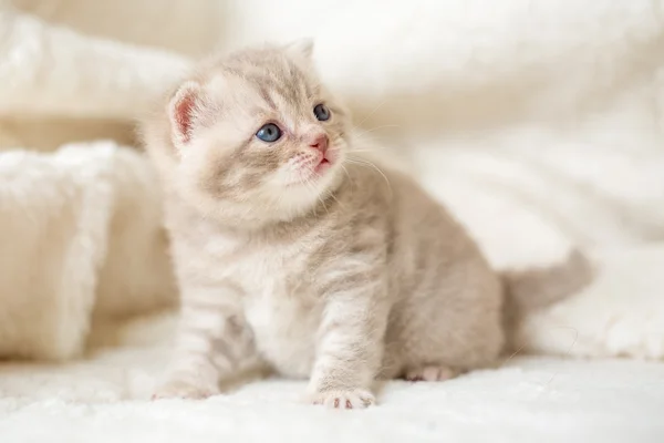 Little light lop-eared kitten with blue eyes on a fur mat — Stock Photo, Image