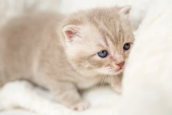 Piccolo gattino dalle orecchie a lop leggero con gli occhi azzurri su un tappeto di pelliccia — Foto Stock