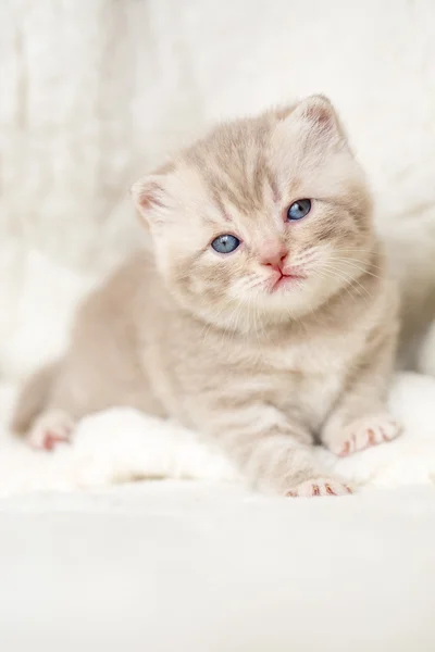 Piccolo gattino dalle orecchie a lop leggero con gli occhi azzurri su un tappeto di pelliccia — Foto Stock