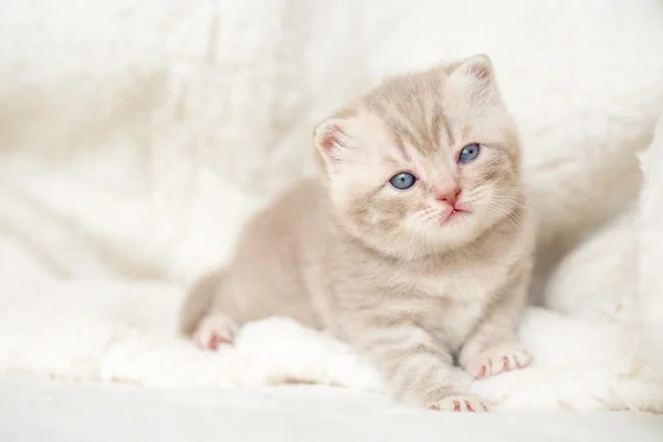 Pequeno gatinho de orelhas lop leve com olhos azuis em um tapete de pele — Fotografia de Stock