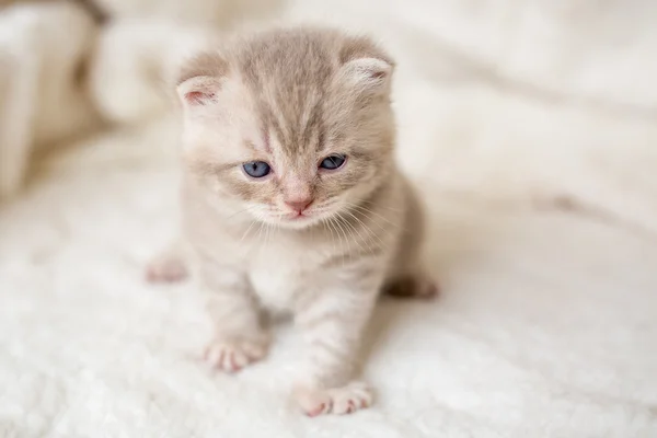 Weinig licht droeve kitten met blauwe ogen op een mat van bont — Stockfoto
