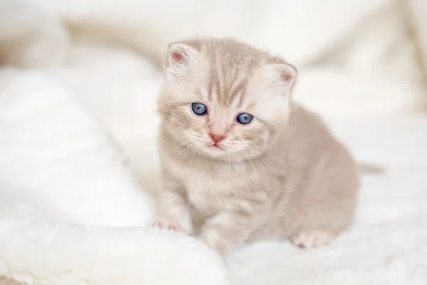 Little light lop-eared kitten with blue eyes on a fur mat — Stock Photo, Image