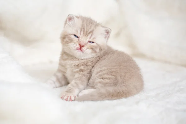 Piccolo gattino dalle orecchie a lop leggero con gli occhi azzurri su un tappeto di pelliccia — Foto Stock