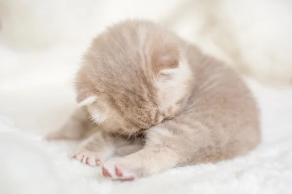 Little light lop-eared kitten with blue eyes on a fur mat — Stock Photo, Image