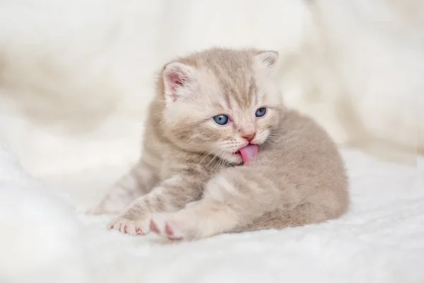 Little light lop-eared kitten with blue eyes on a fur mat — Stock Photo, Image