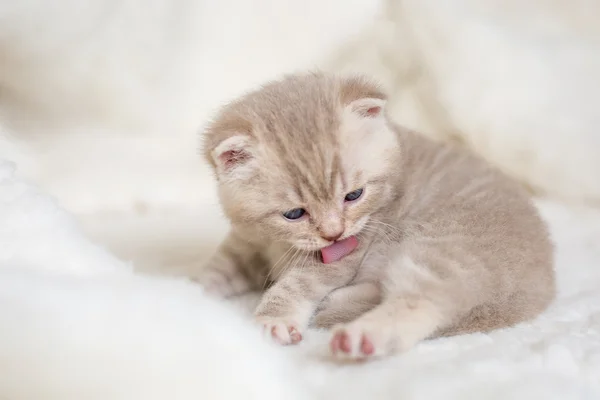 Little light lop-eared kitten with blue eyes on a fur mat — Stock Photo, Image