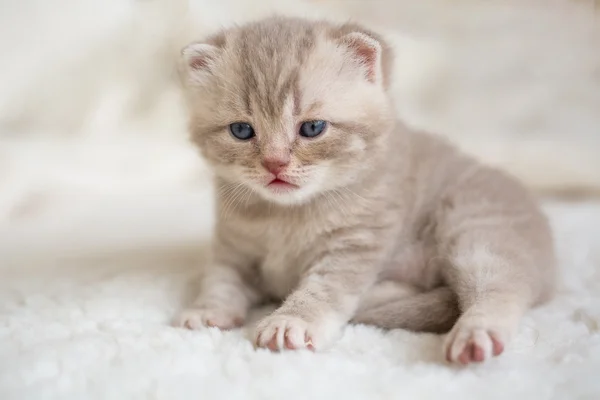 Little light lop-eared kitten with blue eyes on a fur mat — Stock Photo, Image