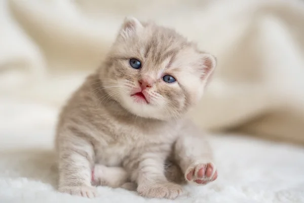 Pequeño gatito de orejas pequeñas con ojos azules en una estera de piel —  Fotos de Stock