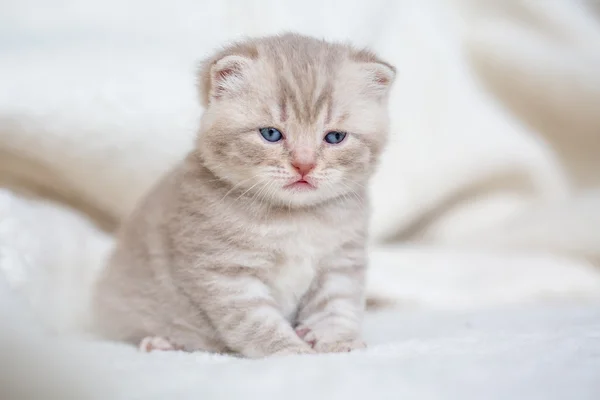 Little light lop-eared kitten with blue eyes on a fur mat — Stock Photo, Image