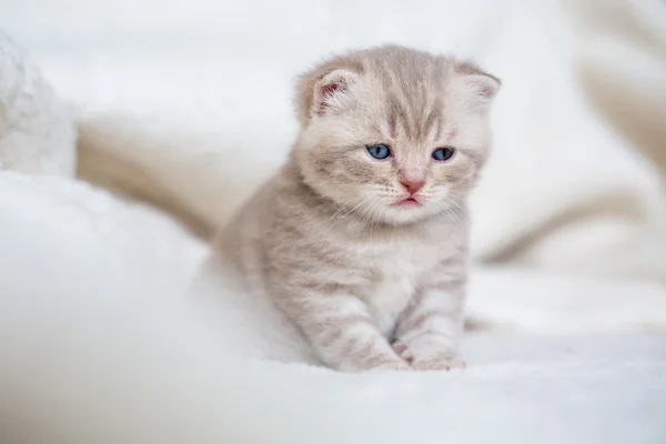 Little light lop-eared kitten with blue eyes on a fur mat — Stock Photo, Image