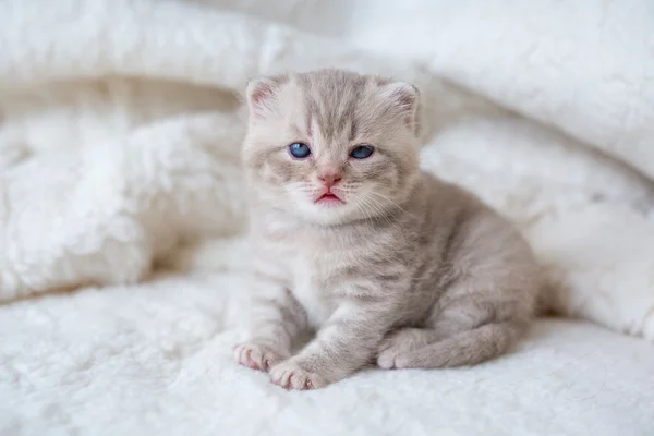 Little light lop-eared kitten with blue eyes on a fur mat — Stock Photo, Image