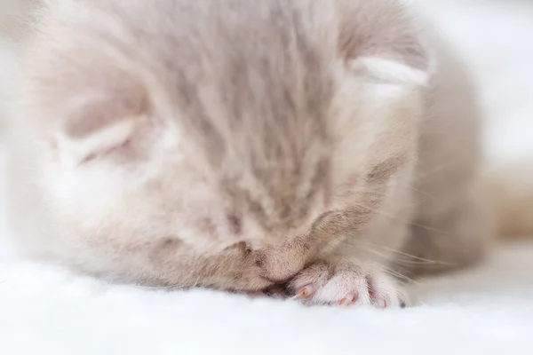 Pequeno gatinho de orelhas lop leve com olhos azuis em um tapete de pele — Fotografia de Stock