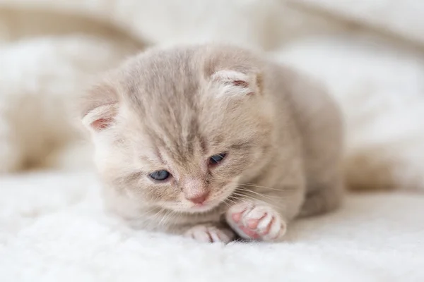 Little light lop-eared kitten with blue eyes on a fur mat — Stock Photo, Image