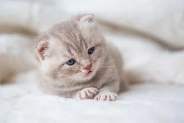 Little light lop-eared kitten with blue eyes on a fur mat — Stock Photo, Image