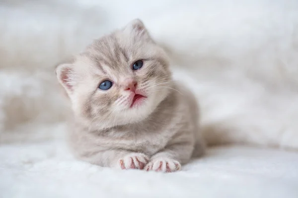 Маленький котенок с голубыми глазами на коврике из меха — стоковое фото