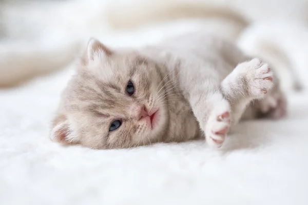 Piccolo gattino dalle orecchie a lop leggero con gli occhi azzurri su un tappeto di pelliccia — Foto Stock