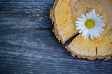 arka plan bir ahşap yüzey üzerinde papatya