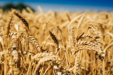 Güneş ışığında buğday başakları. Sarı buğday tarlası