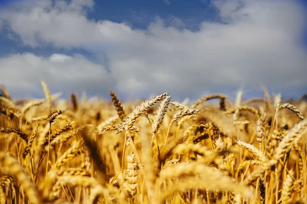 햇빛 속의 밀 방석. 황밀 밭 — 스톡 사진